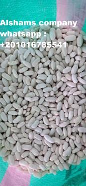 Public product photo - we are AL shams company for general import and export So We can provide different kinds of good quality now I will offer for you white beans with premium quality and best price packing : 25 kg per bag size : same as request If you are interested, please feel free send message sales manager mrs : donia mostafa 